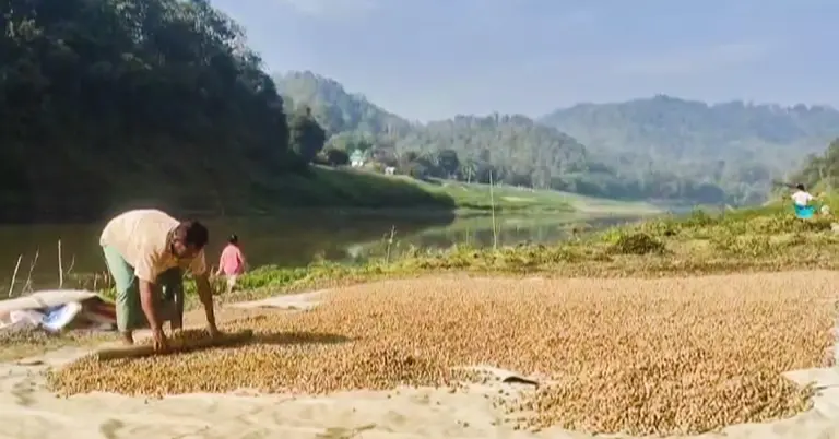 বাদাম সংগ্রহ করছেন কৃষক